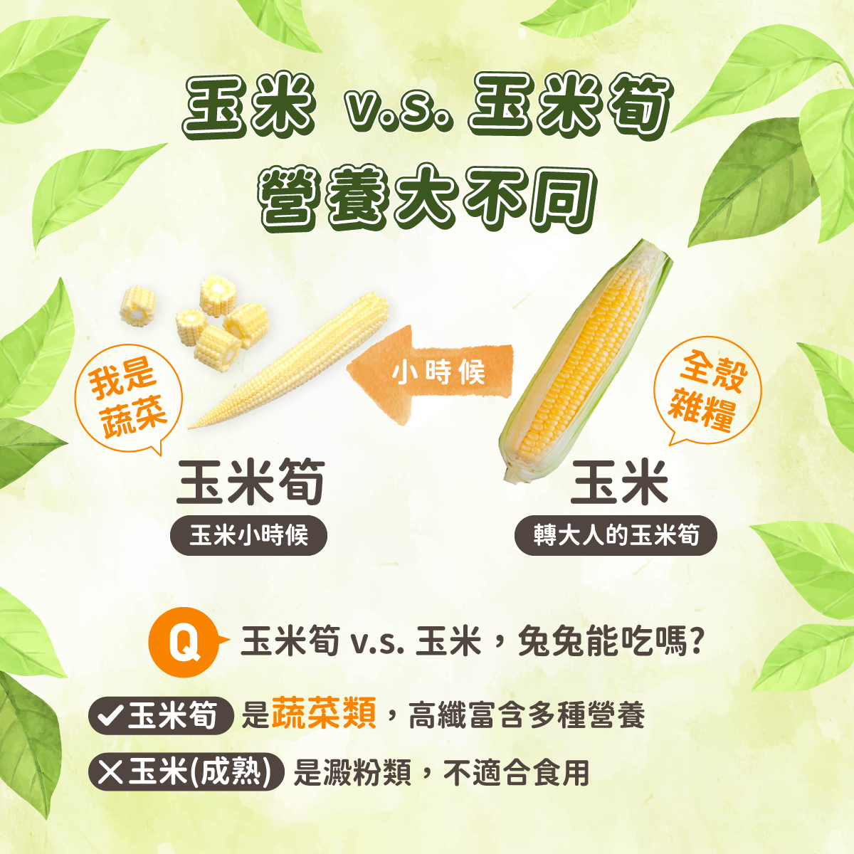 台灣愛米可緹 玉米筍 - 28g