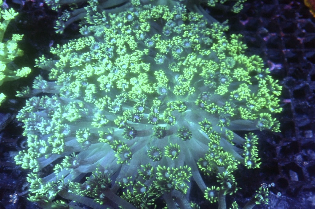 GF7 大寶石花 （開大約6吋）