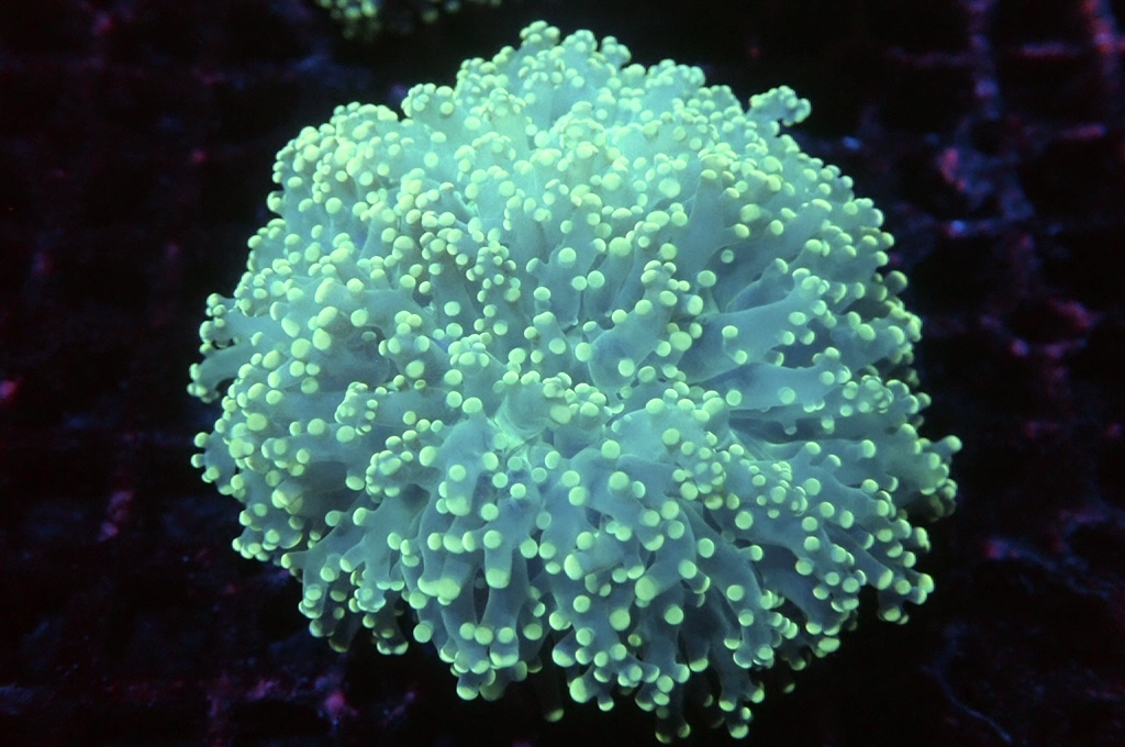 F21 啫喱（開大約2.5吋）