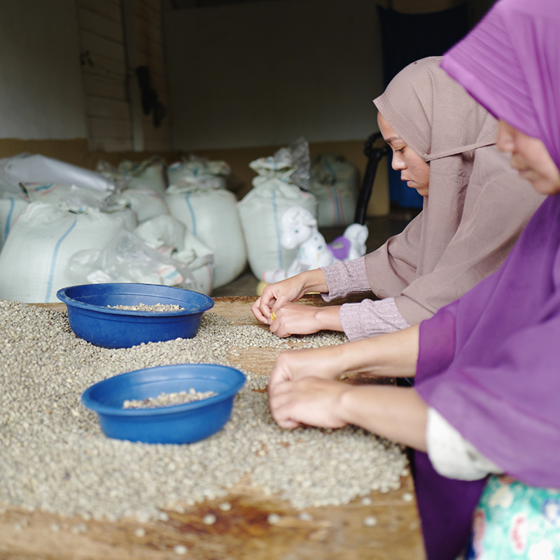 韓國🇰🇷 TERAROSA | SO | Indonesia Aceh Ribang Gayo P88 Washed 250g