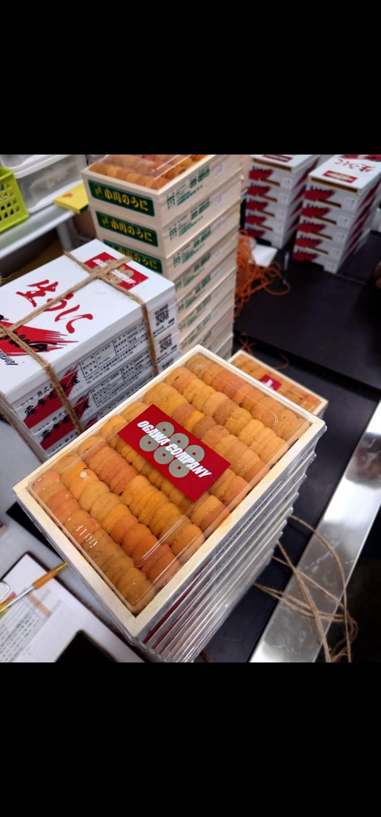 日本霧多布直排馬糞海膽