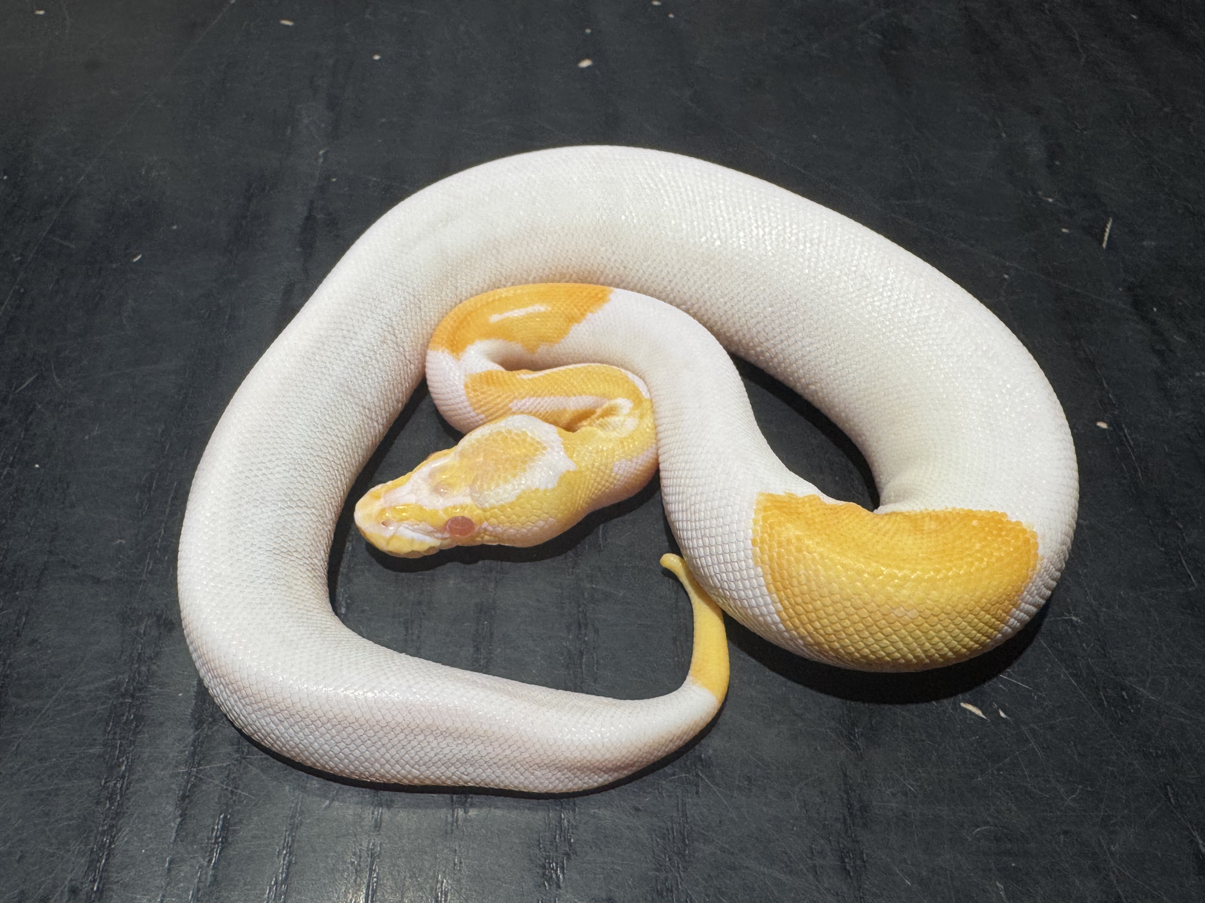 25 Albino Pied 0.1
