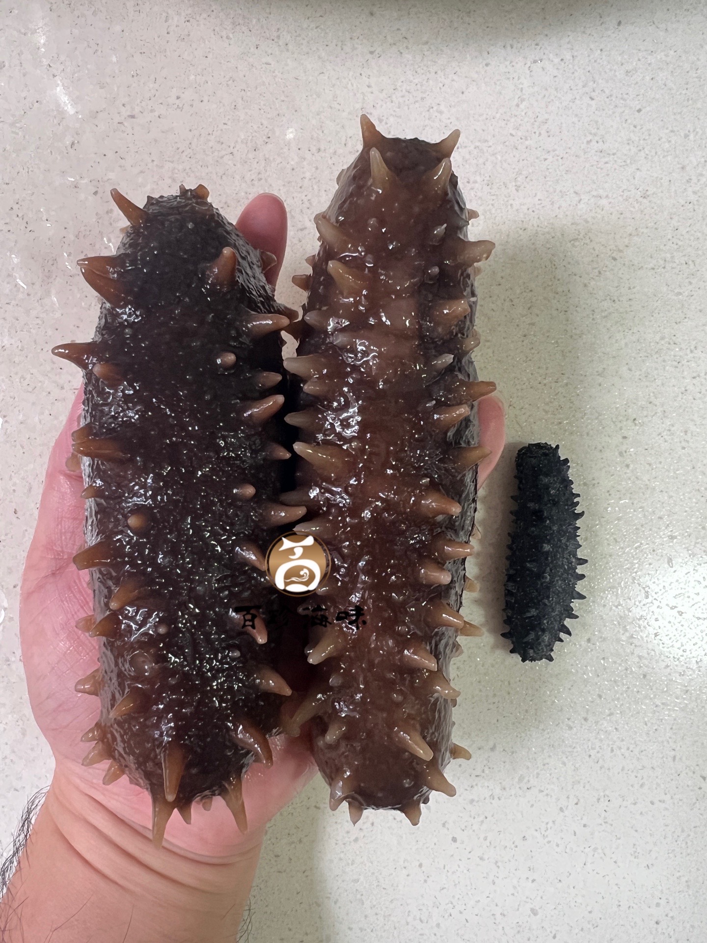 日本野生關東刺參30-35條