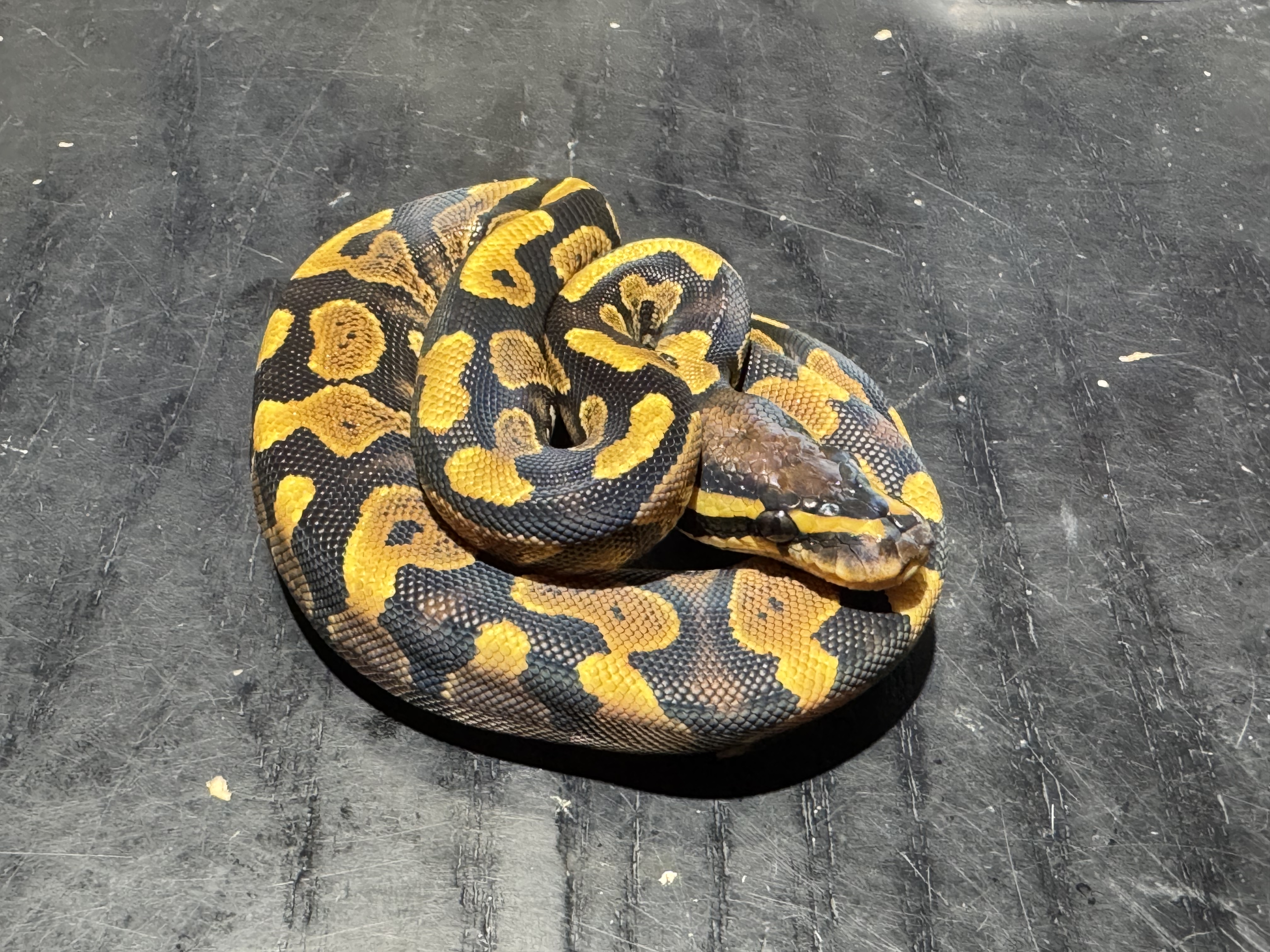 26 Yellow Belly or Asphalt 1.0