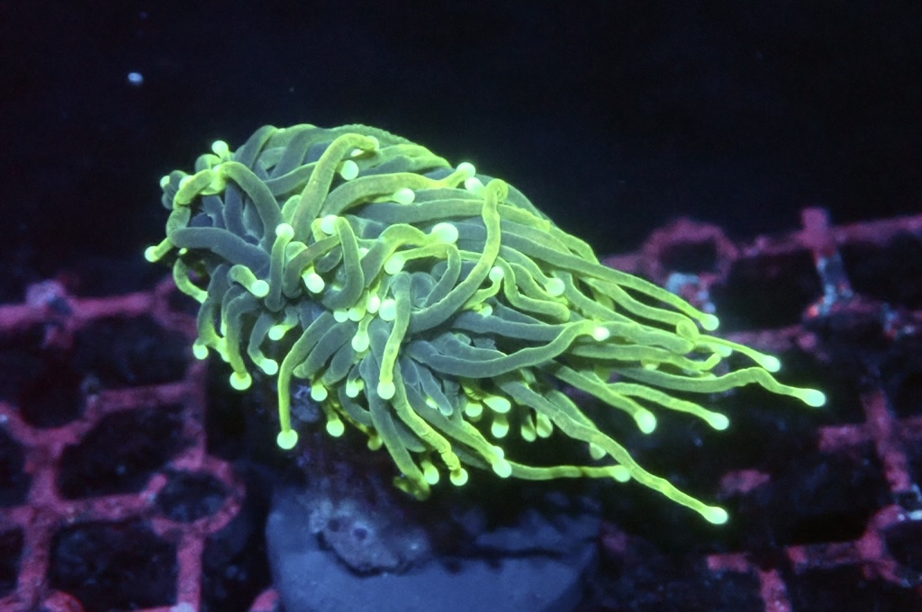 T12 火柴（開大約3吋）