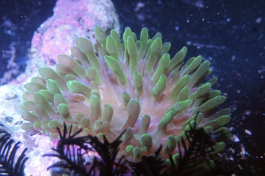 RB5 綠奶嘴葵（開大約2.5吋）