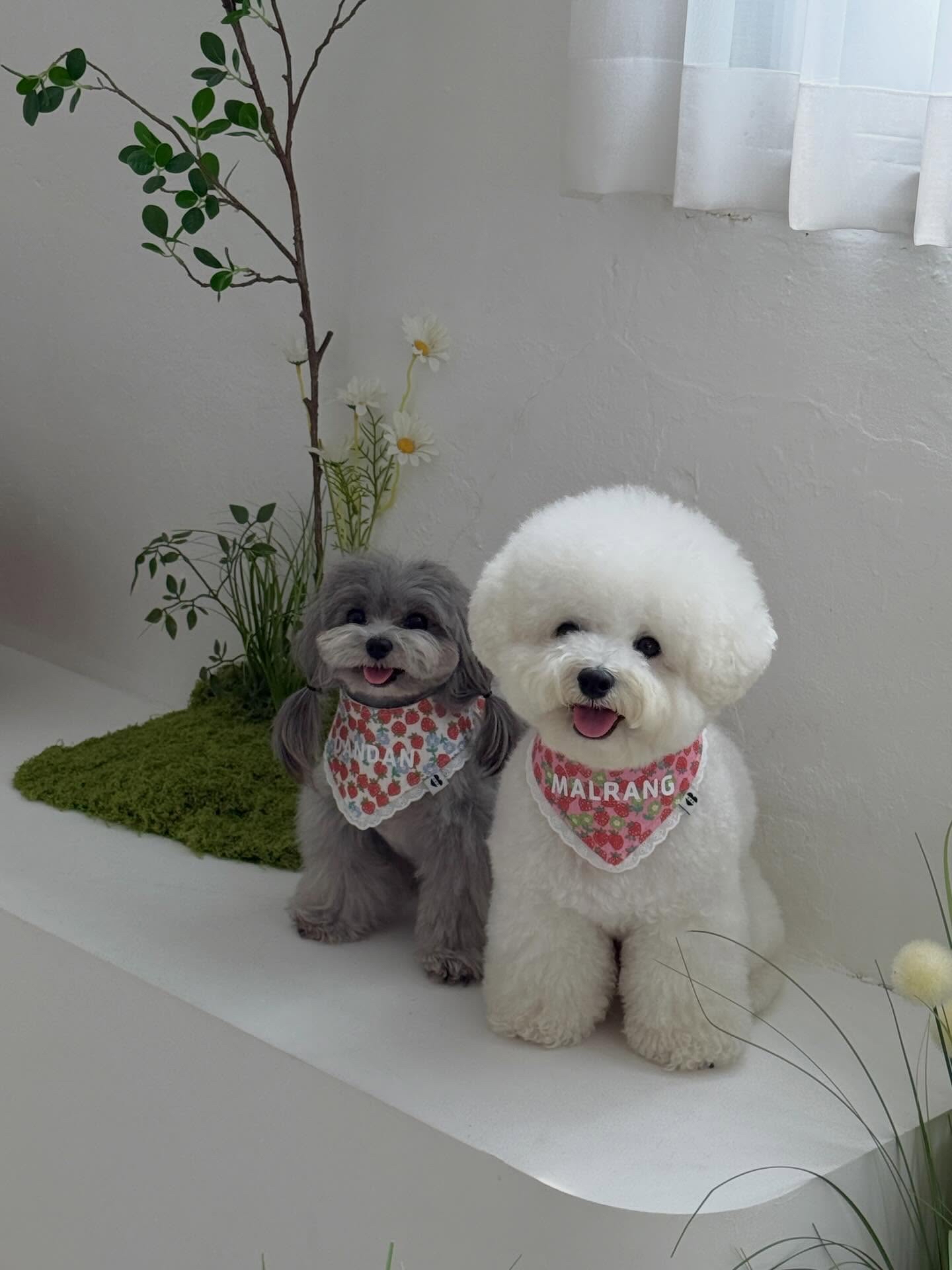 🍓Berry Garden bib/scarf