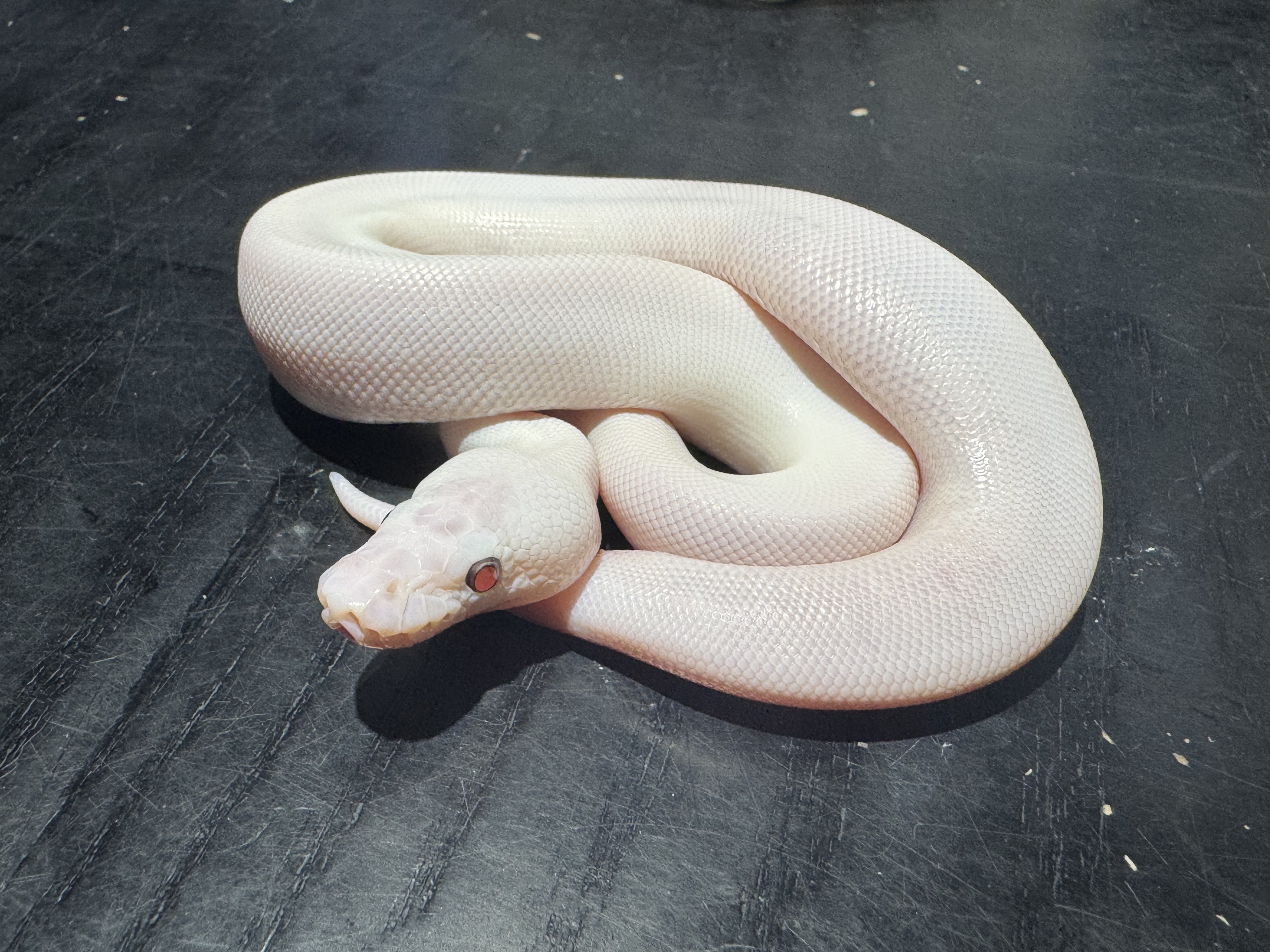 26 Blue Eyed Lucy 1.0
