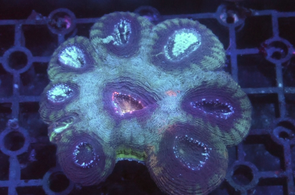 GG6 菊腦（開大約2.5吋）