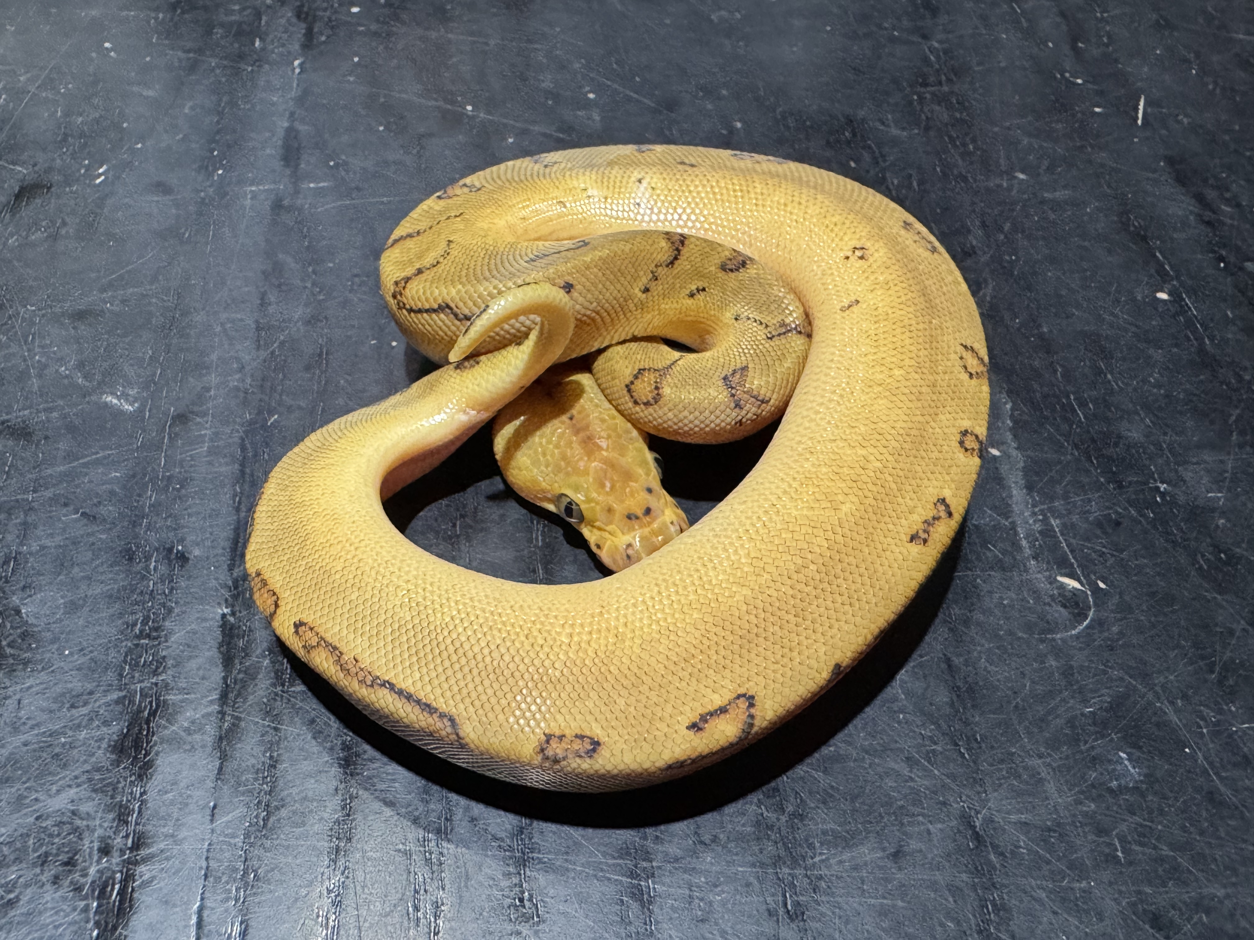 26 Orange Dream Enchi Pinstripe Clown 0.1