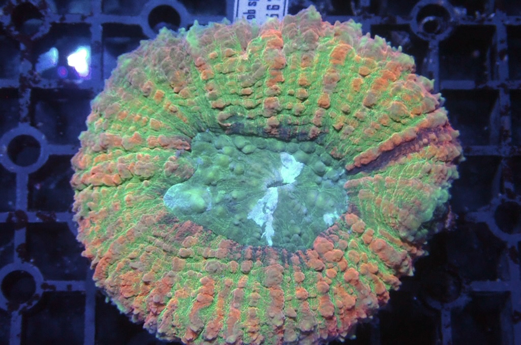 B1 多色骨針腦（開大約3.5吋）