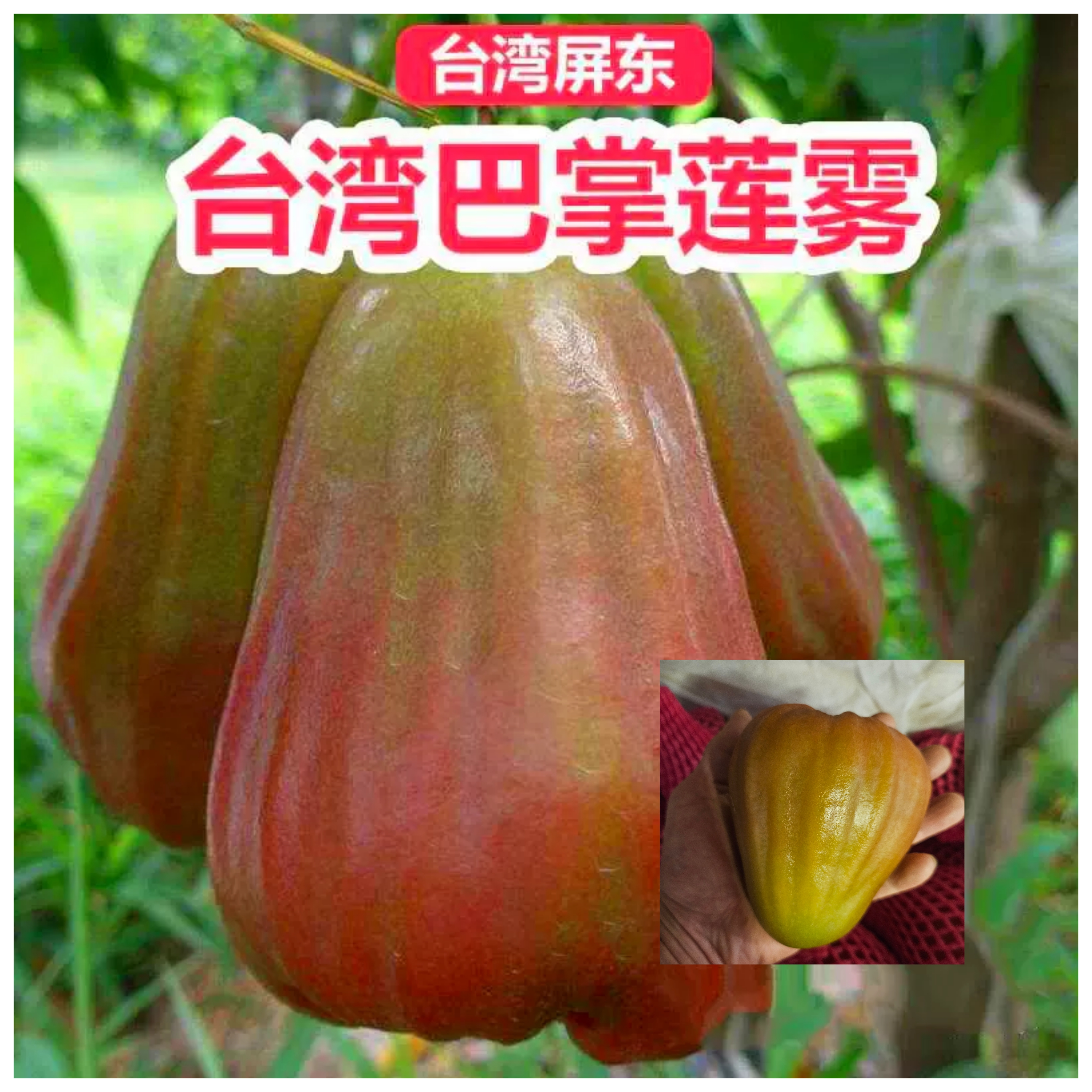 台湾頂級巴掌蓮霧 每份两個