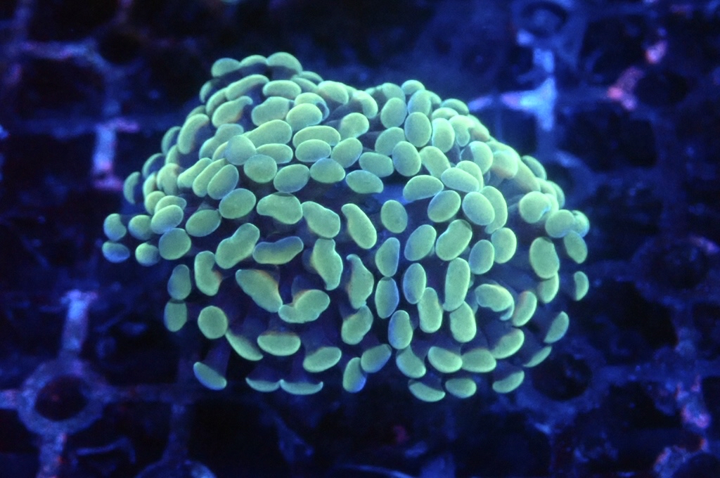 H7 豬腰  （開大約2.5吋）