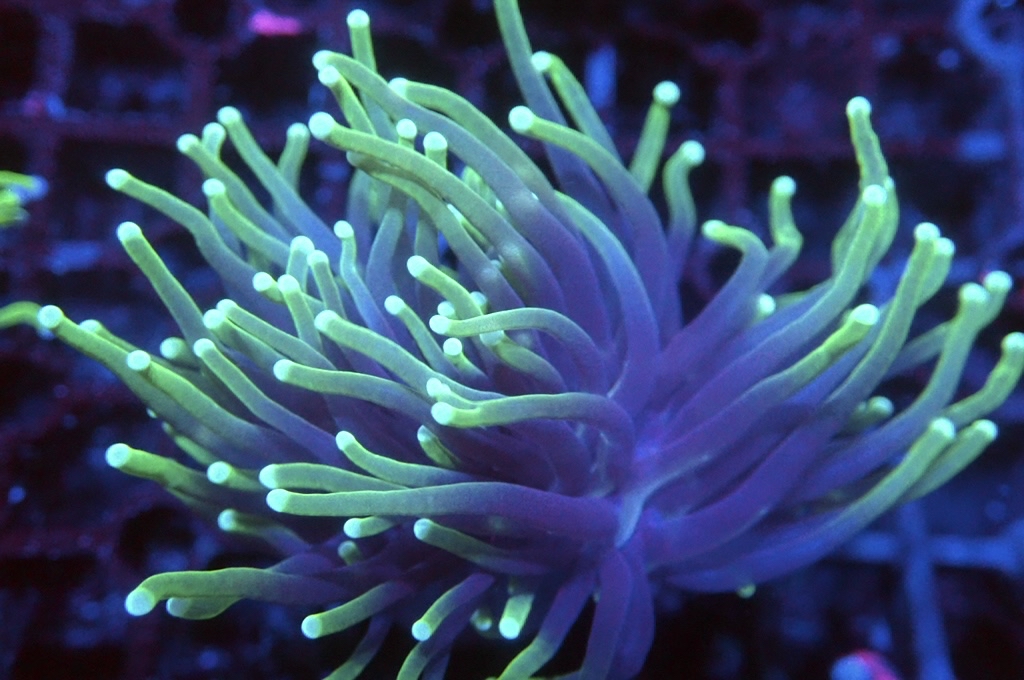 T11  火柴（開大約2.5吋）