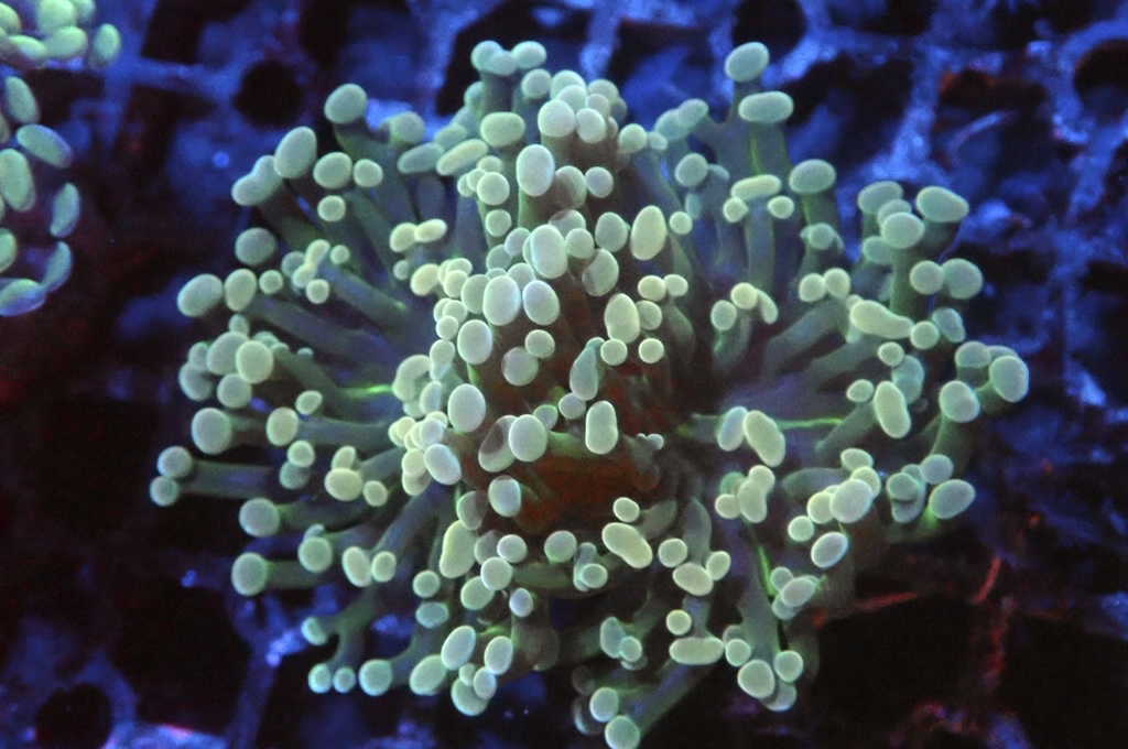 H8 豬腰（開大約2.5吋）