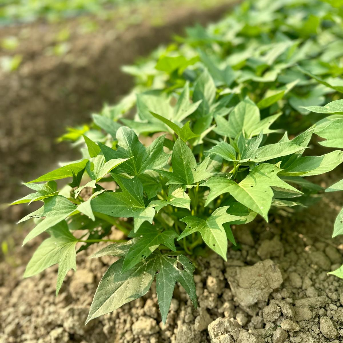 紅薯葉綠茶(酵素種植) 10g