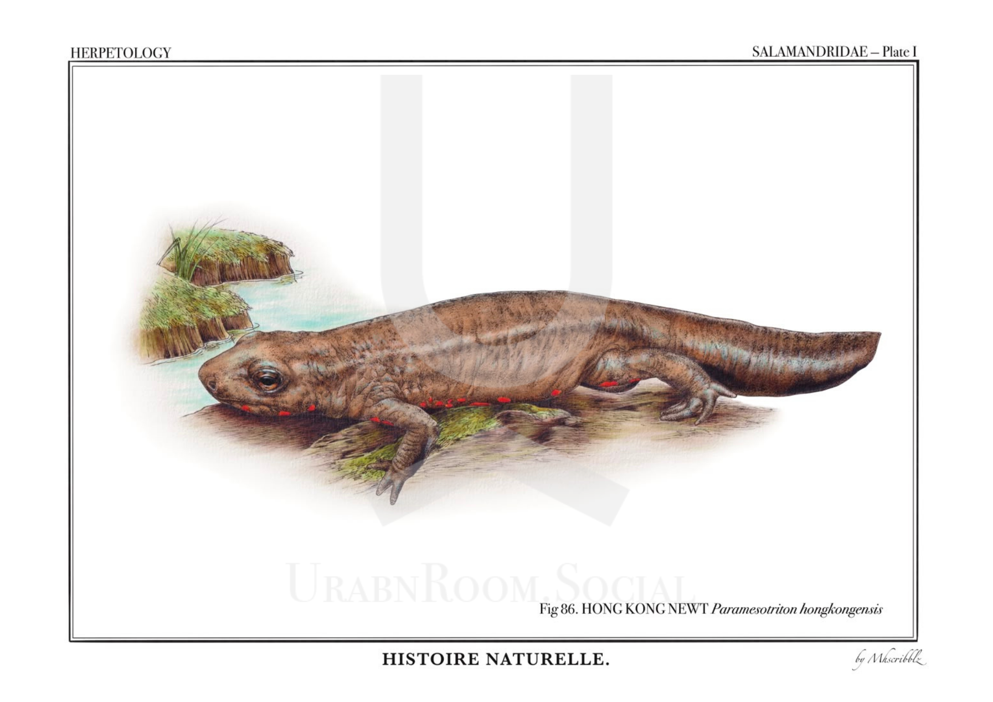 [Limited Edition] Mhscribblz - A4 ART PRINT Hong Kong Newt