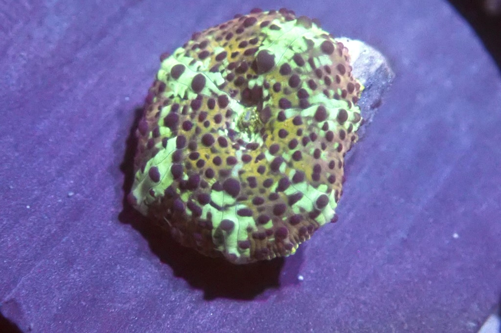 M23  菇（frag座3.5cm)