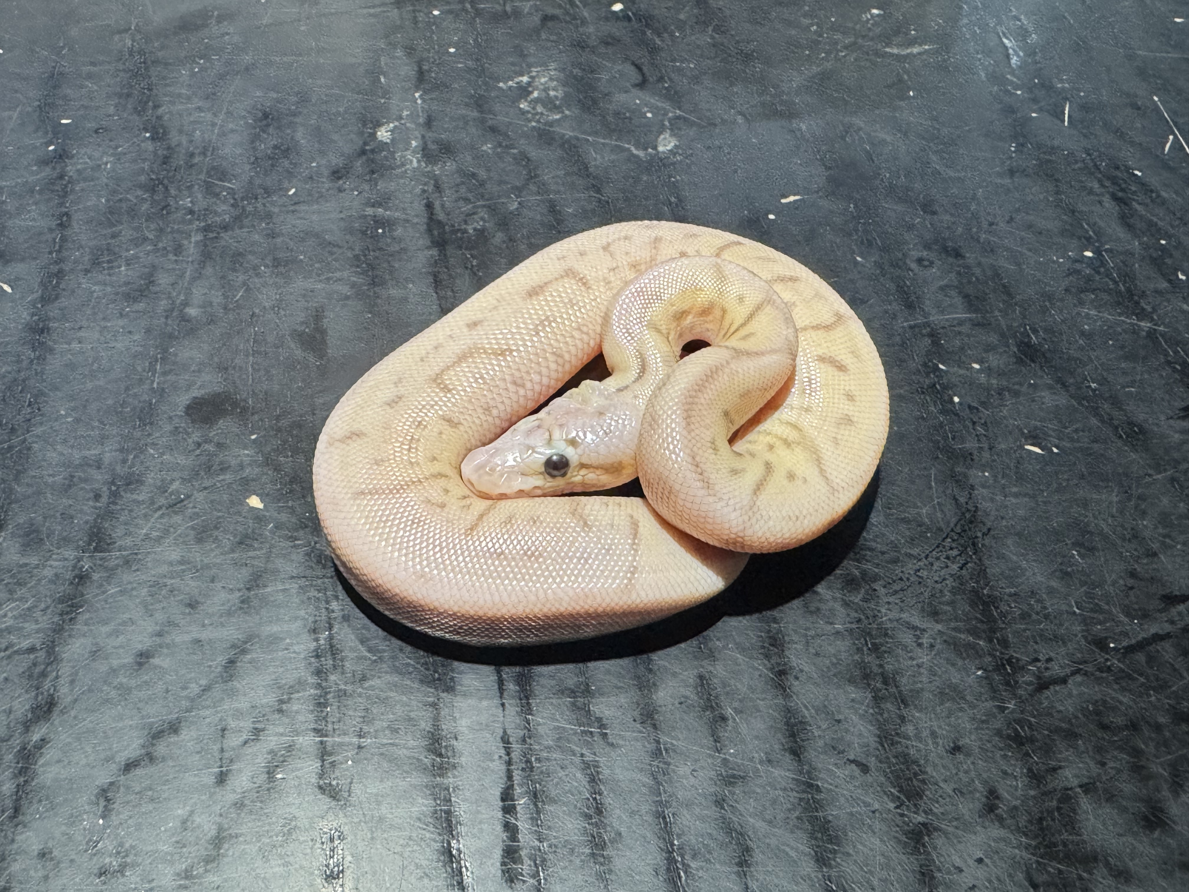 26 Super Pastel Enchi Spider Banana 1.0