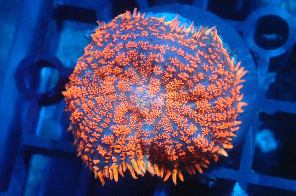 M2 菇  （frag座3.5cm）