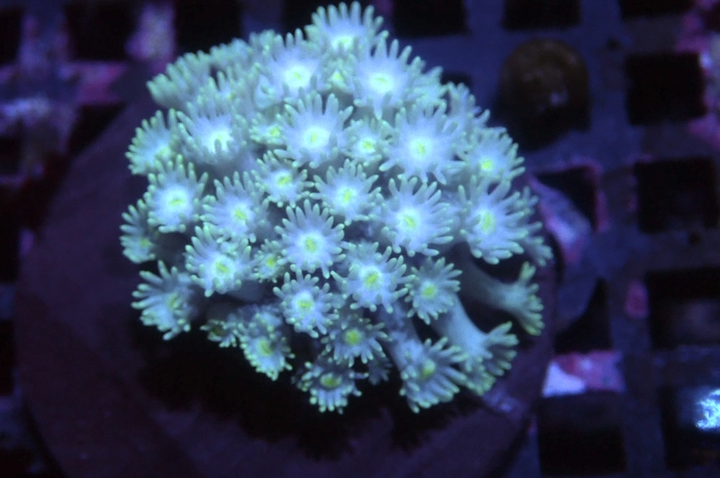 MG2 寶石花仔（Frag座3.5cm)