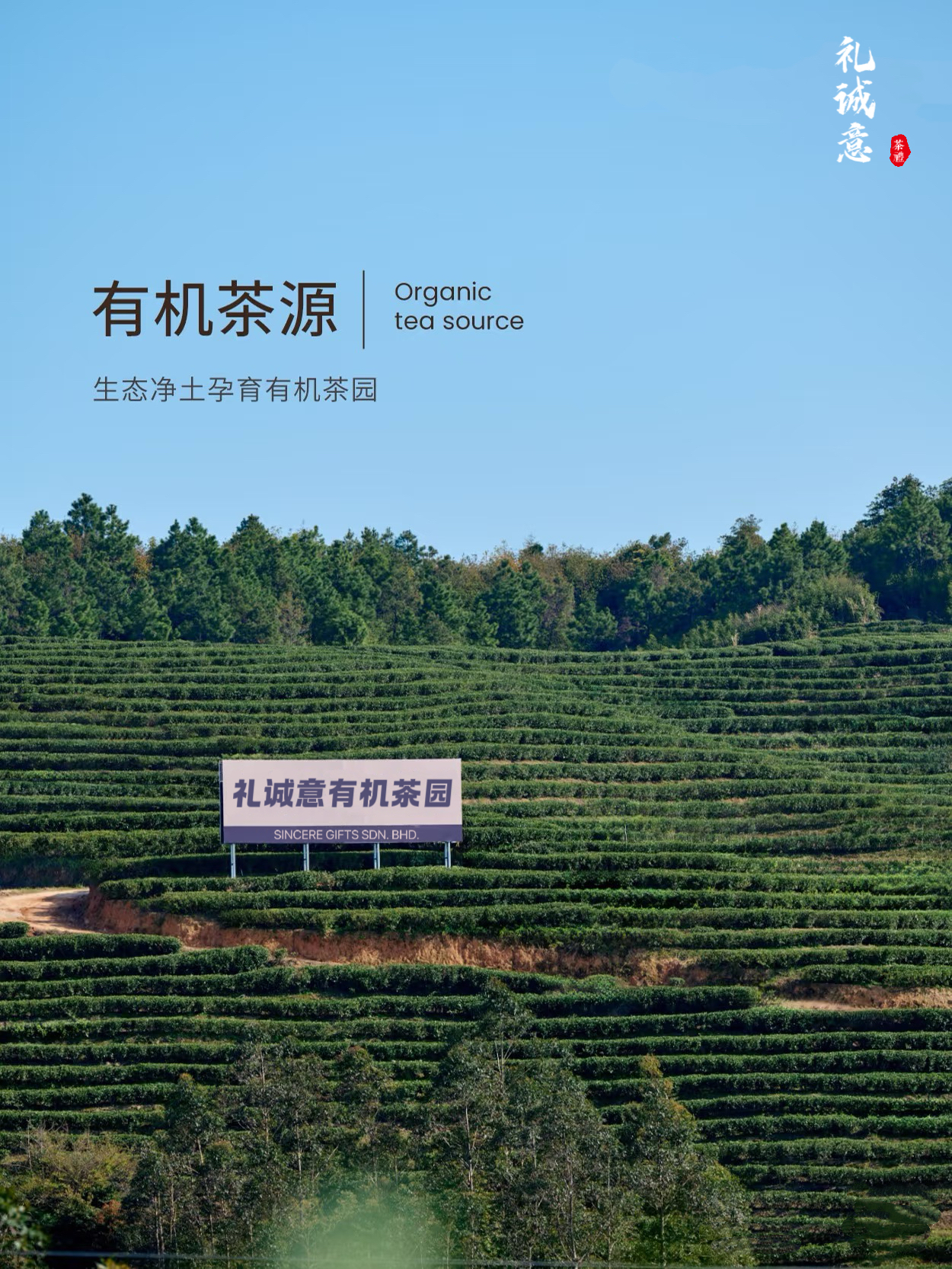 【古韵】甄选珍藏款 双茶饼 古色生香一品经典