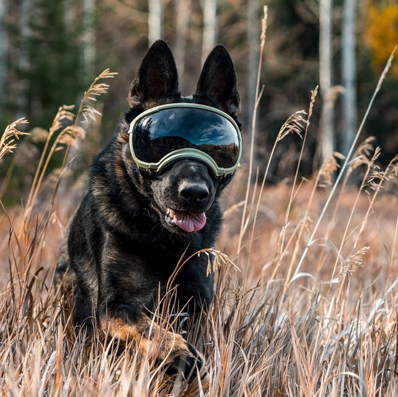 美國 REX SPECS V2 犬用護目鏡