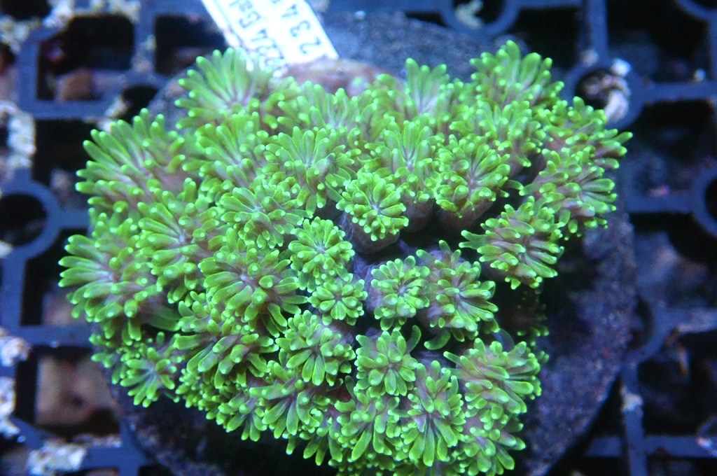 Star 2 滿天星（開大約2.5吋）