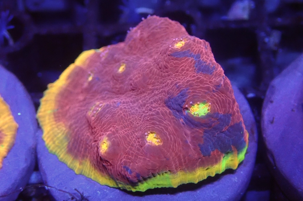 CH5 四色 調色盤（frag座3.5cm)