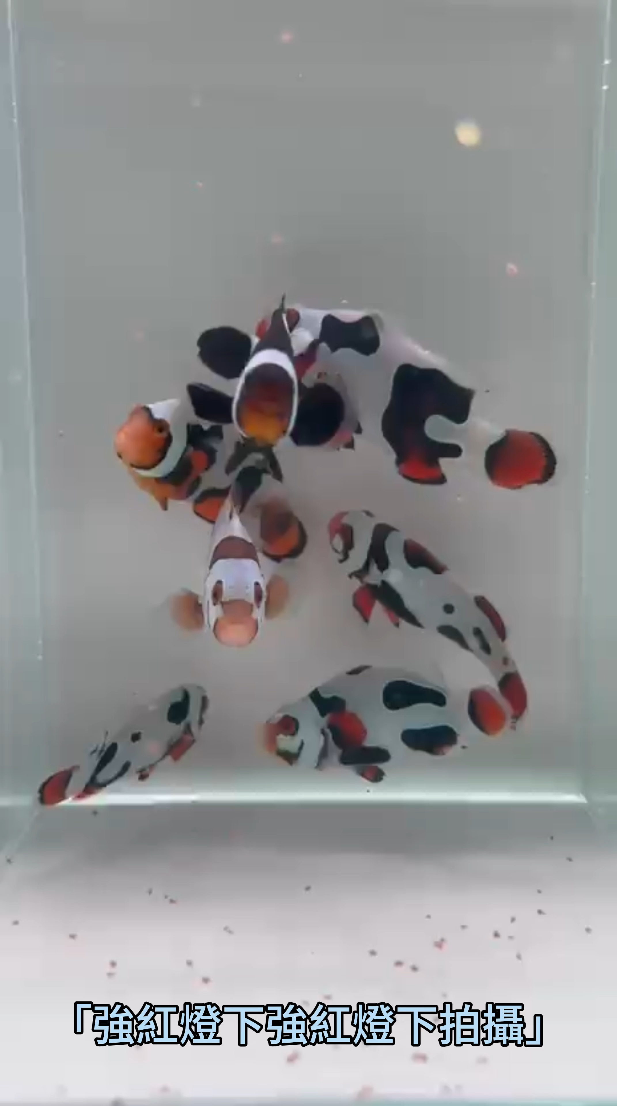 B505 「強紅燈下拍攝」