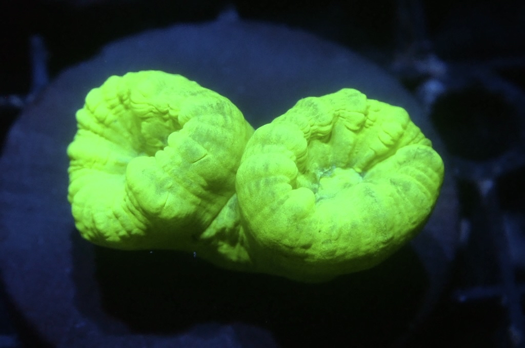 CC5 螢光綠分支腦（Frag座3.5cm)