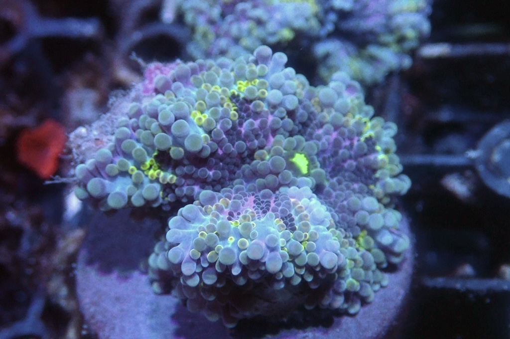 M33 菇（frag座3.5cm)