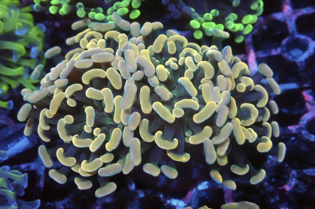 H23 金豬腰（開大約2.5吋）