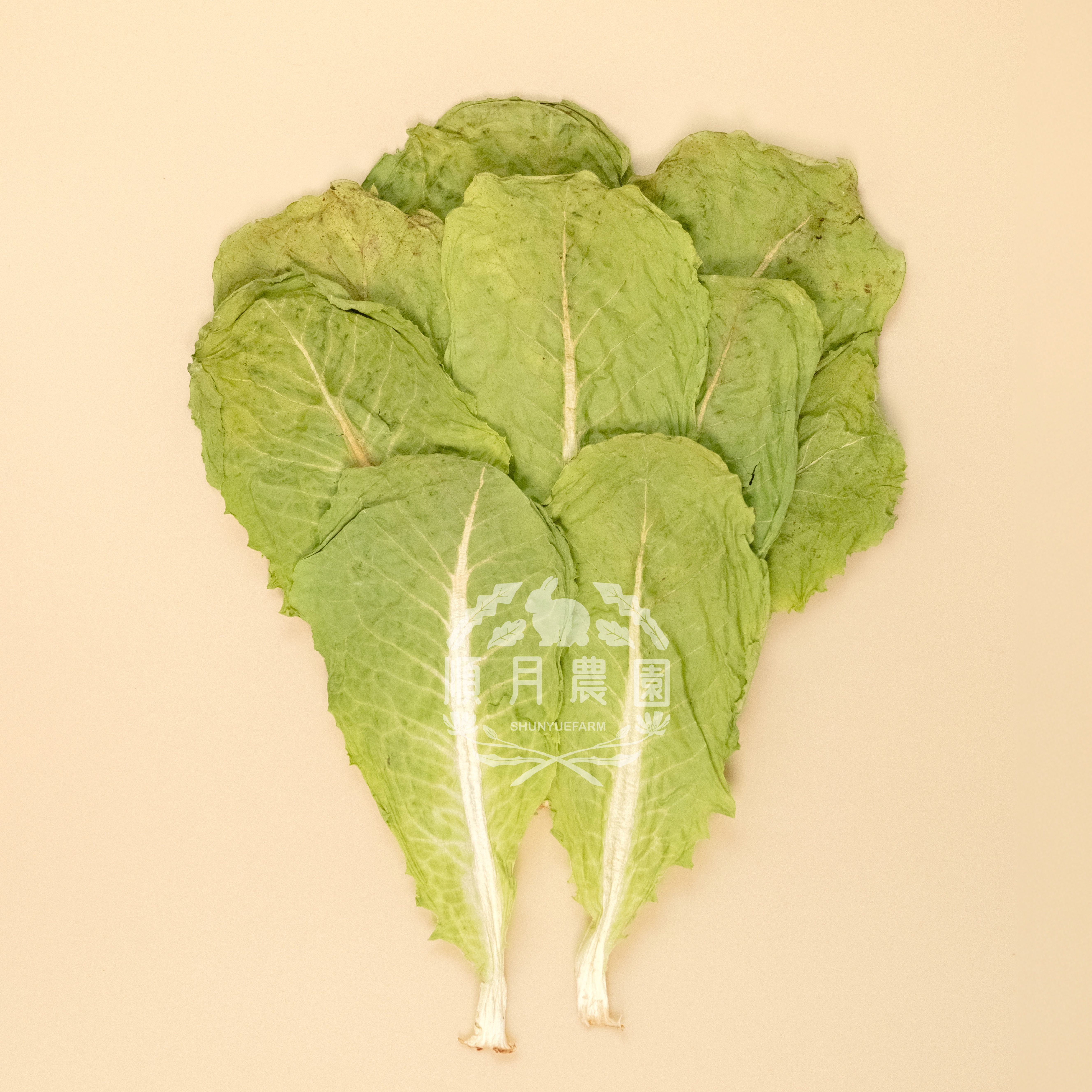 台灣順月農園 蘿蔓萵苣 / 羅馬生菜