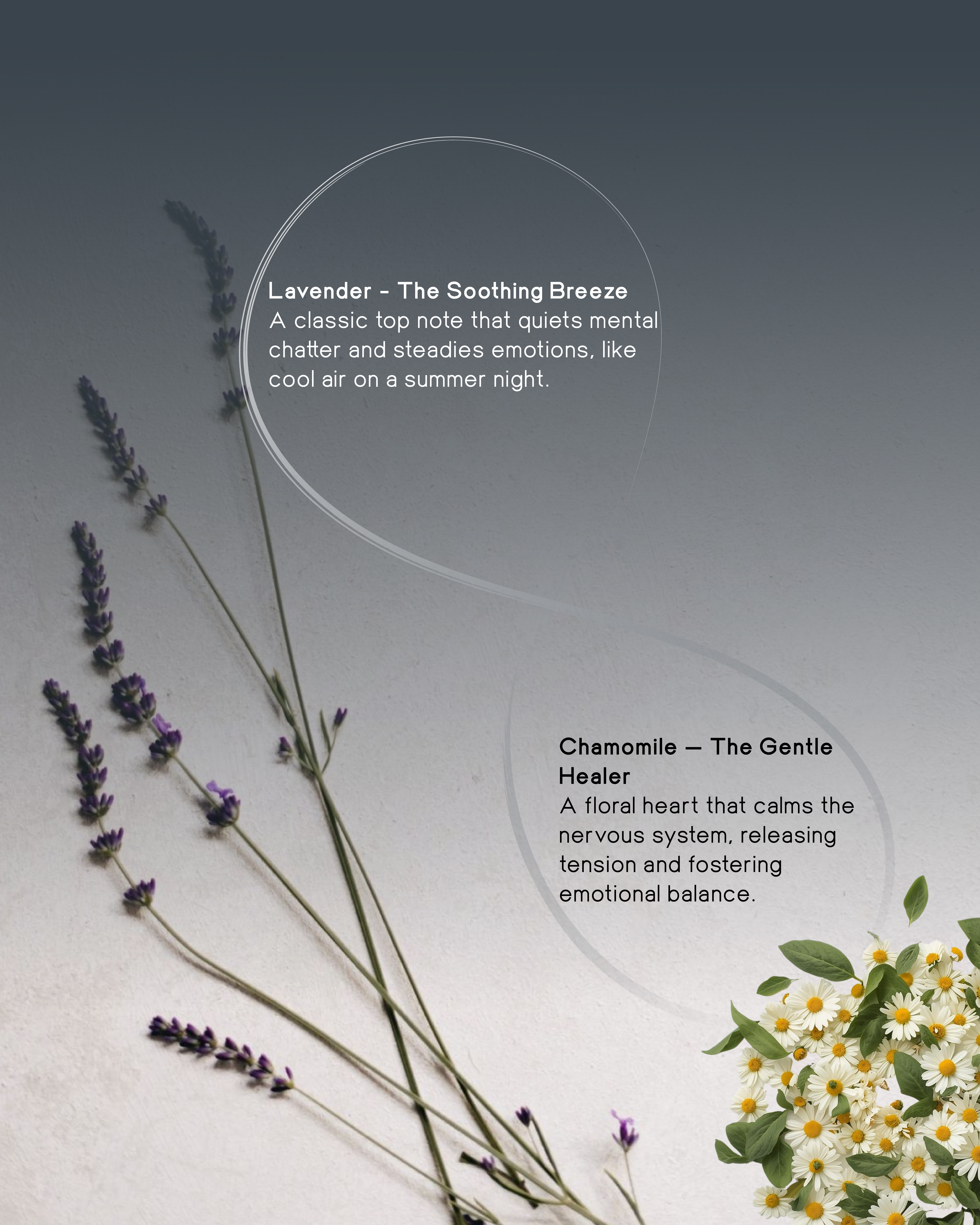 eRoll Dream - A Quiet Descent into Stillness (10ml)