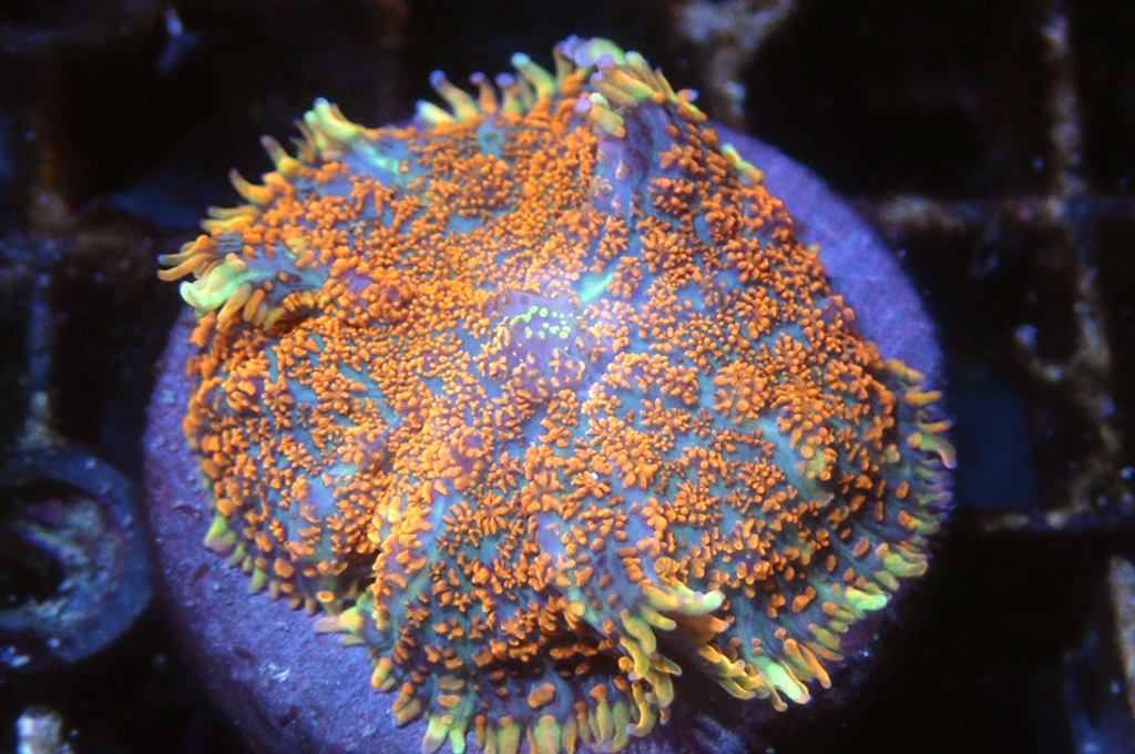 M4 菇（frag座3.5cm)