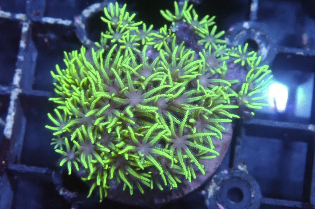 Green 2 綠草皮（開大約1.5吋）