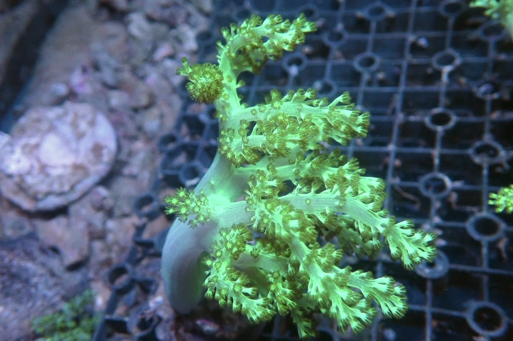 Tree 1 綠樹（開約4x2.5吋）