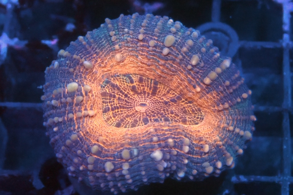 E4 分支骨針腦 （開大約2吋）