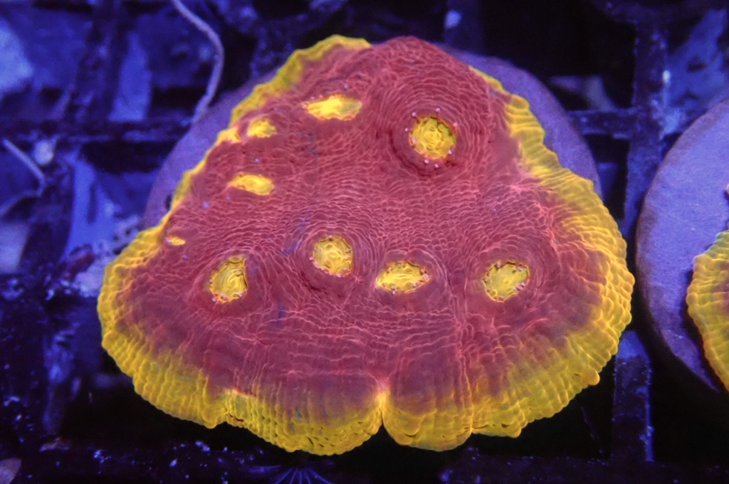 CH1 調色盤（frag座3.5cm)