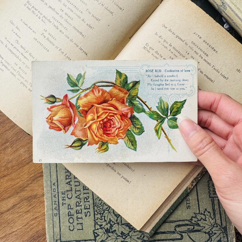 Antique Early 1900s Rose Bud - Confession of Love Postcard (MT2305-5))