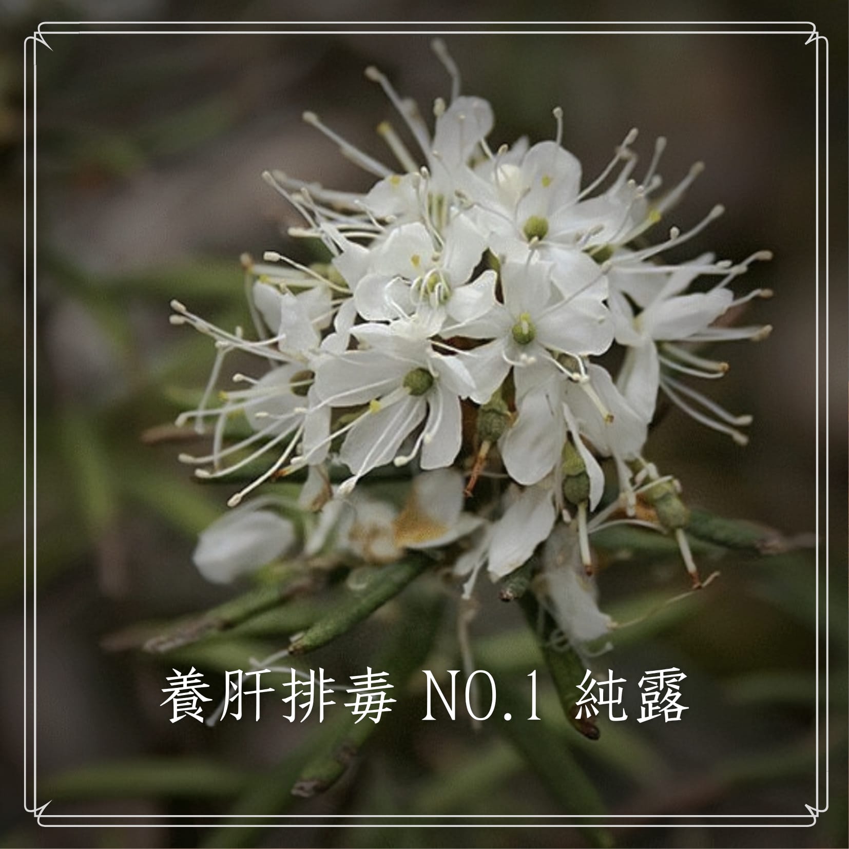 團購｜純露｜格陵蘭喇叭茶純露（加拿大）（不適用於折扣活動）