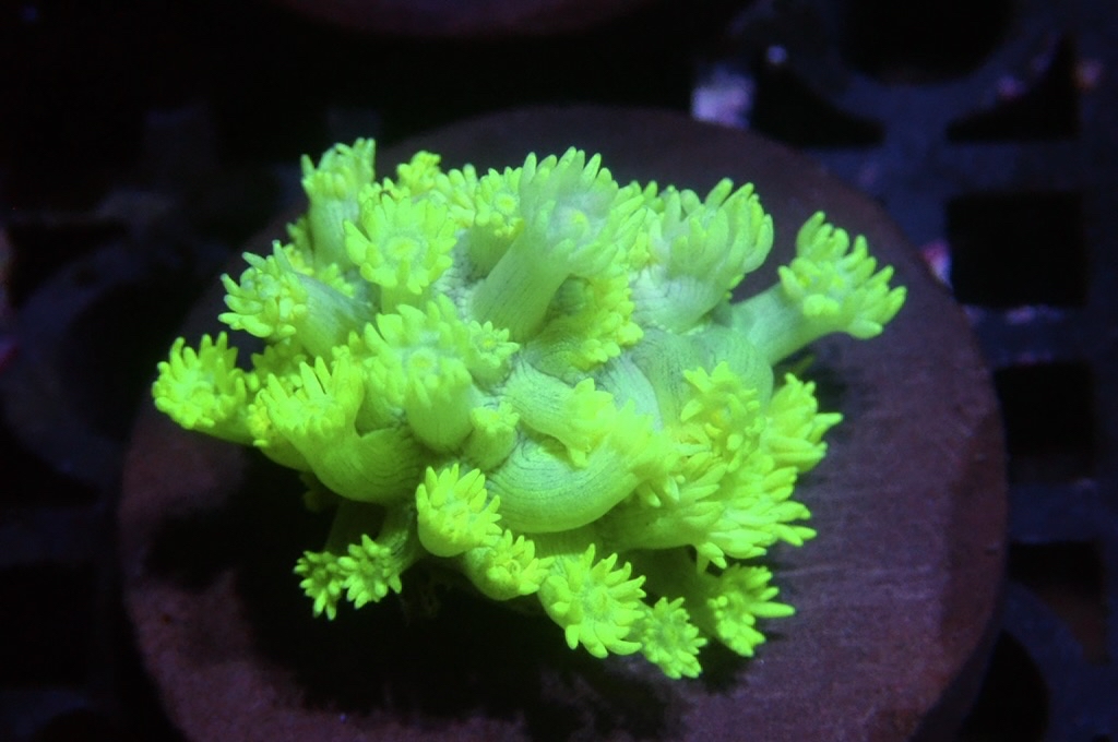 MG3 寶石花仔 （FRAG座3.5CM）