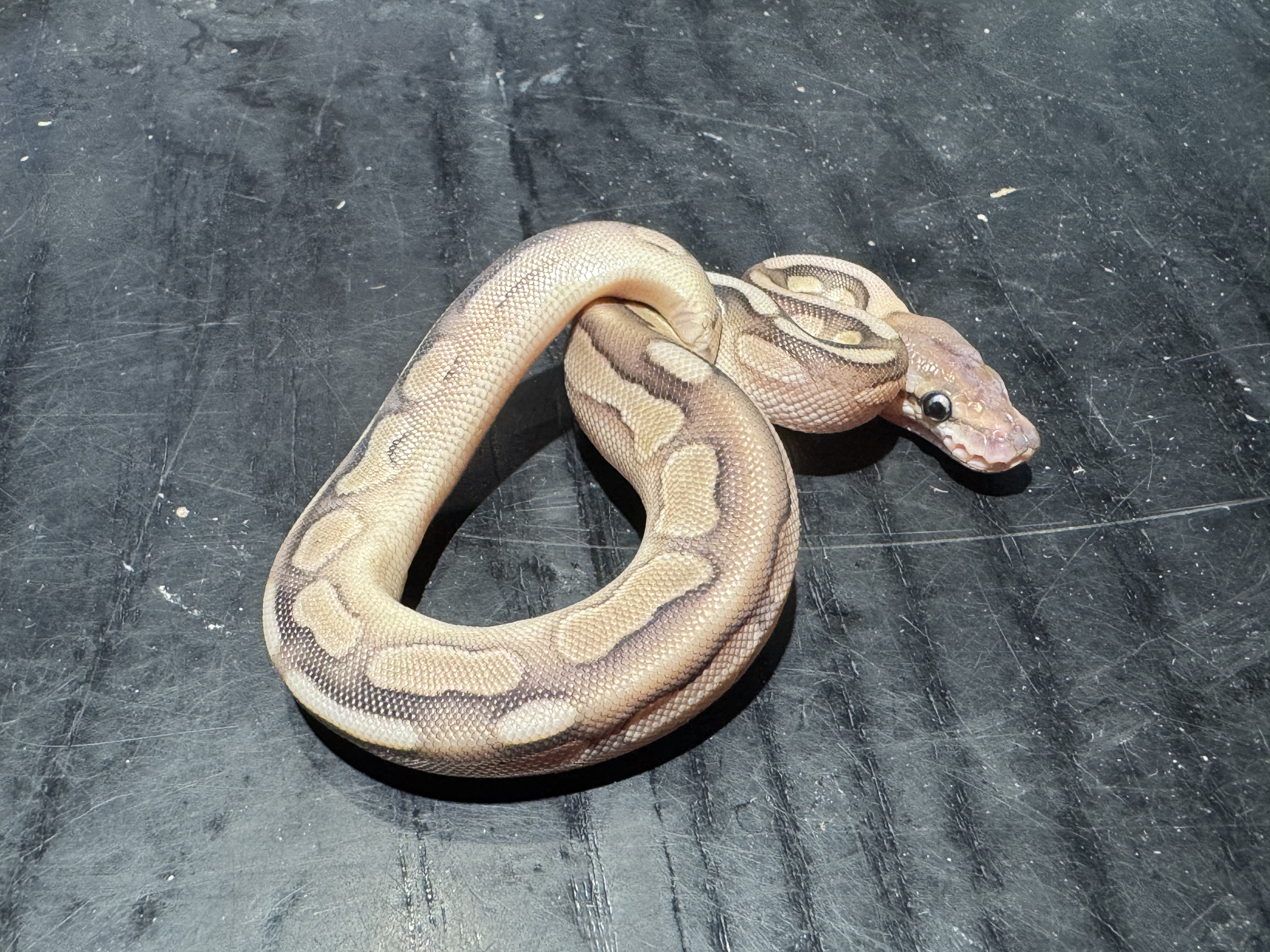 26 Butter Cinnamon het Clown 1.0
