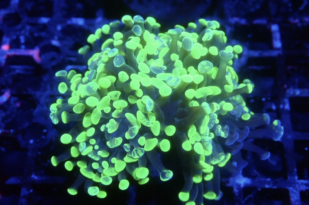 H13 豬腰  （開大約2.5吋）