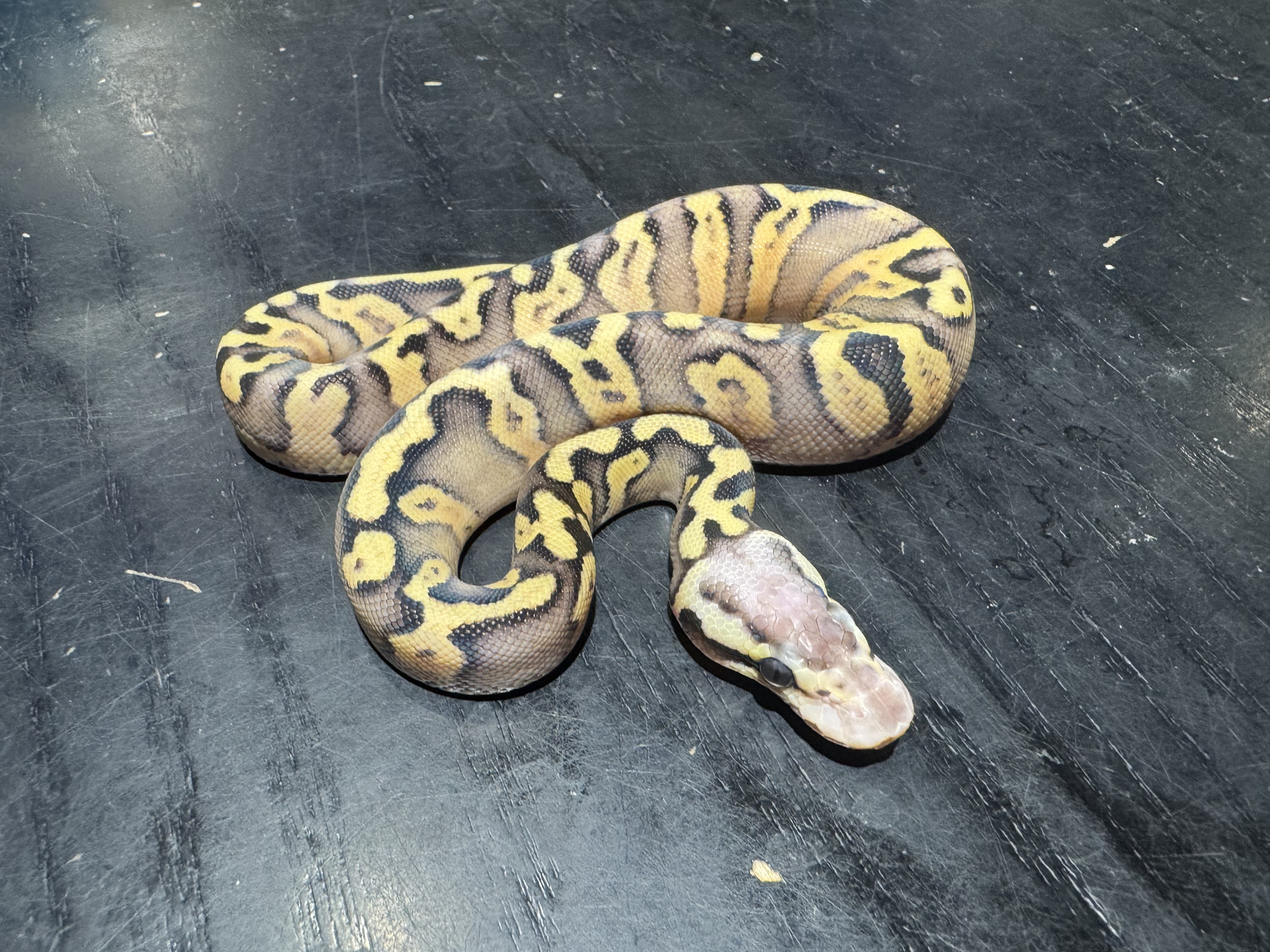 26 Super Pastel Yellow Belly or Asphalt 0.1