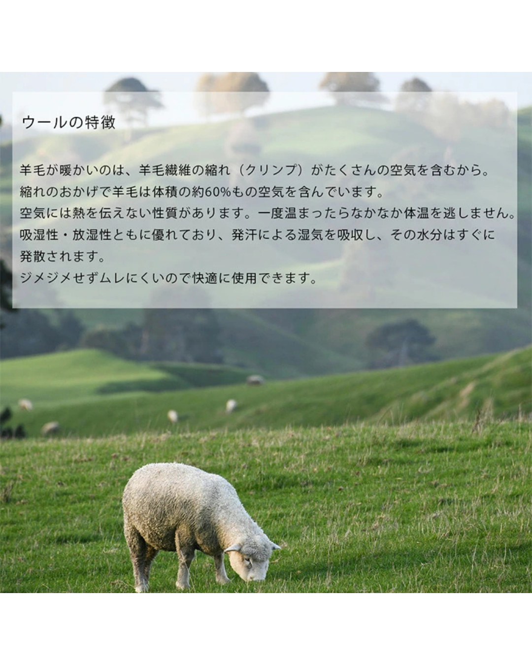 日本代購【 2026新色 日本直送 日本製 MAISON BLANCE 100%美麗諾羊毛 迷你頸巾 Made in Japan Merino Wool Ribbed Mini Muffler 】