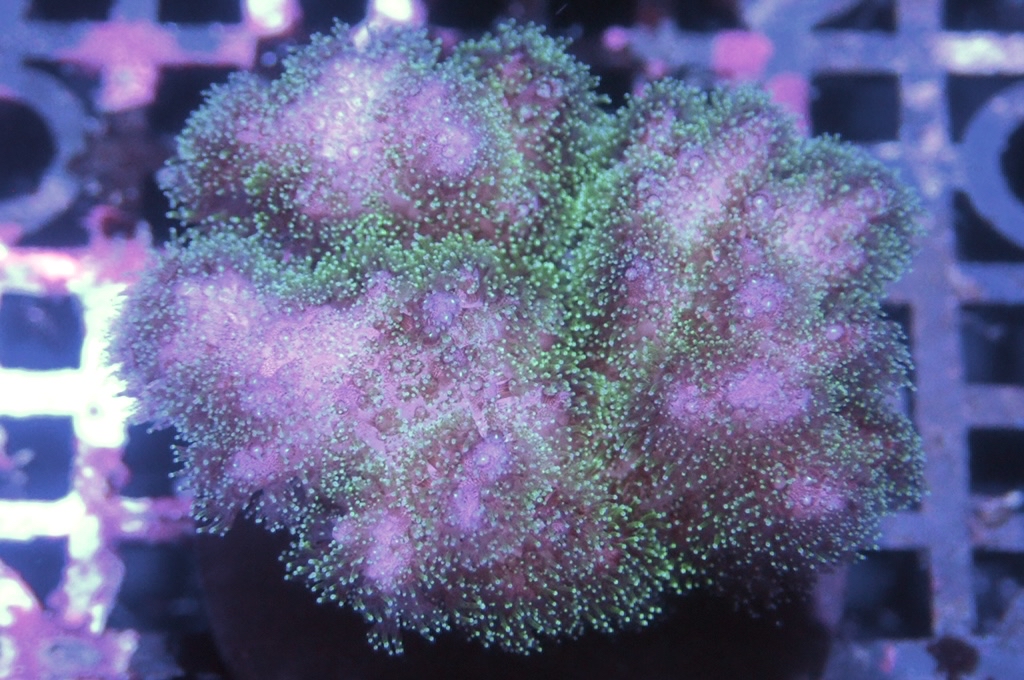 K4 光纖圖釘(frag座3.5cm)