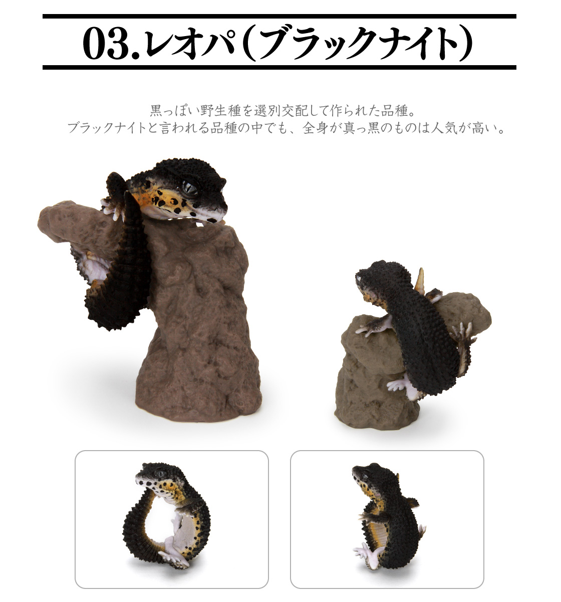 🌐代理版 生物大圖鑑 手指 豹紋壁虎 鳳頭壁虎 扭蛋 黑夜豹紋守宮