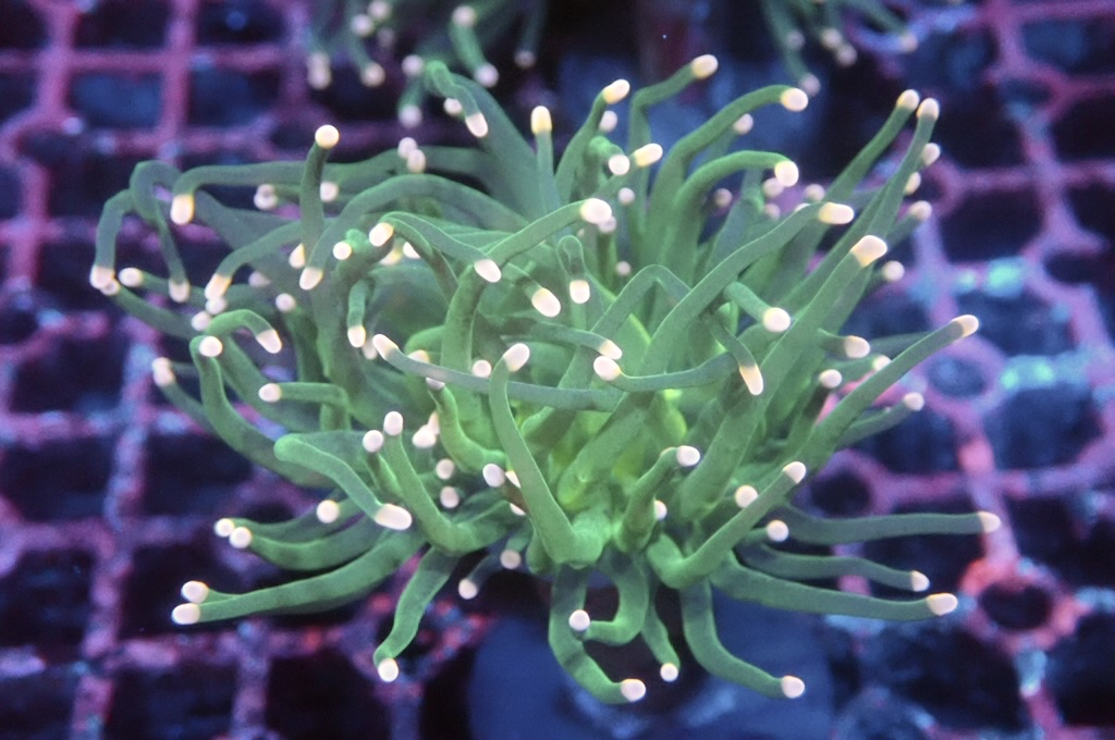 T5 綠火柴（開大約2.5吋）